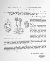 Macrosporium sophorae image